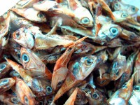 /album/photogalery-fish-species/a-108-edited-jpg/